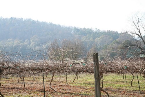 White Oak Vineyards, Anniston
