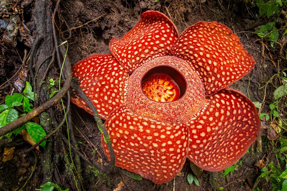 Flor de Rafflesia
