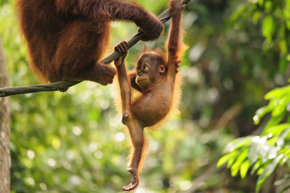 Centro de rehabilitación de orangutanes de Sepilok