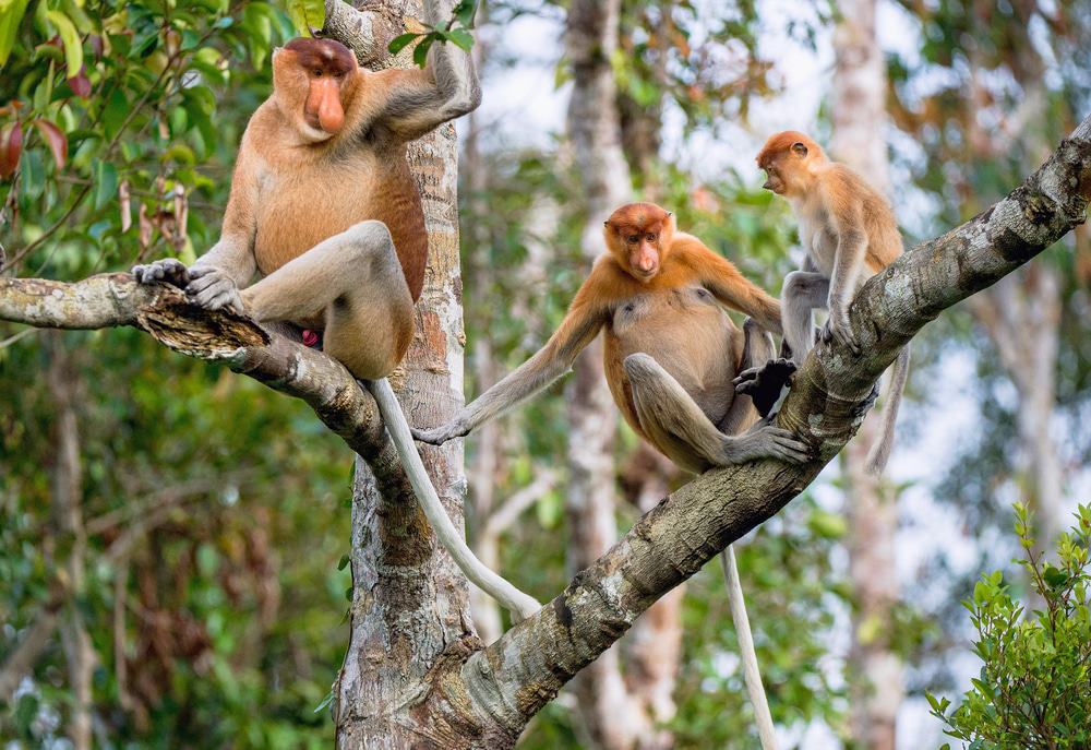 Mono de Borneo de probóscide