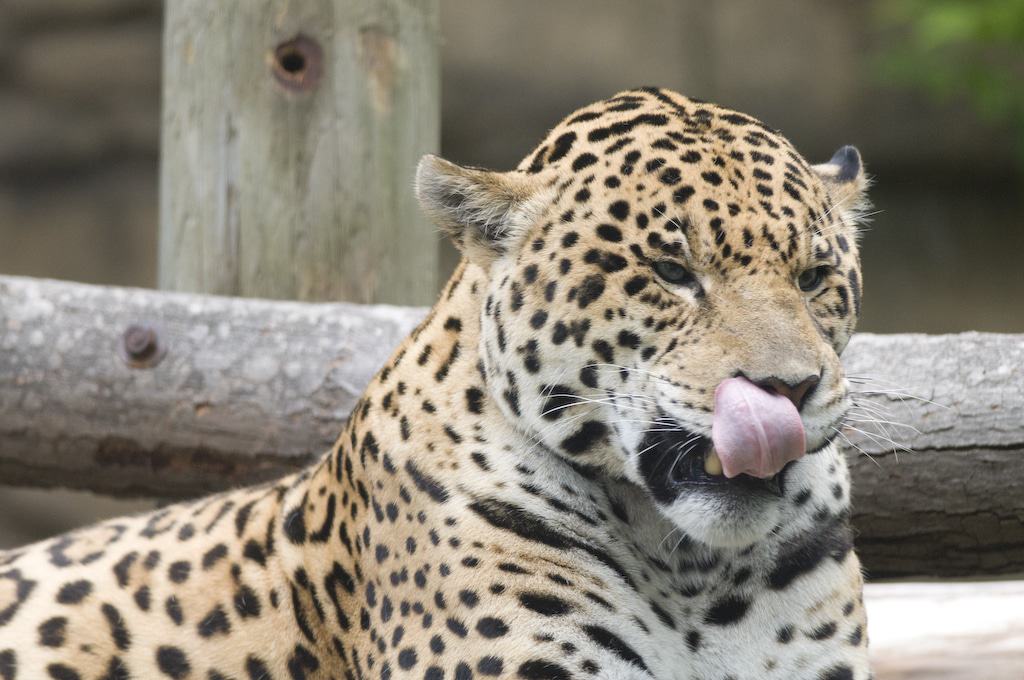 Jaguar @ Zoo de Toronto