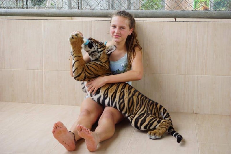 Tiger Damnioen Saduak Zoo