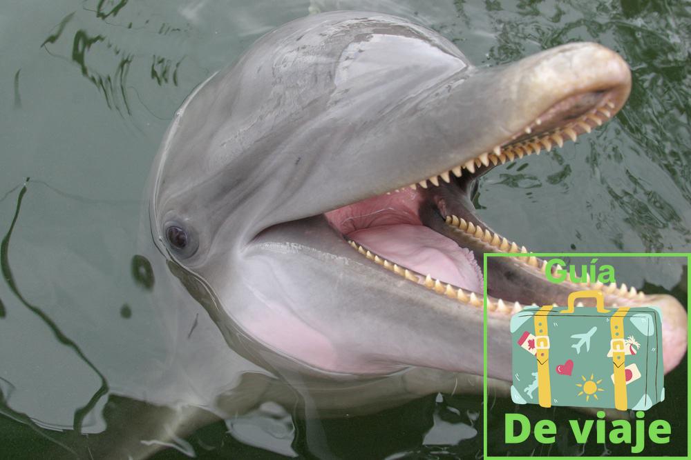 Delfín atlántico
