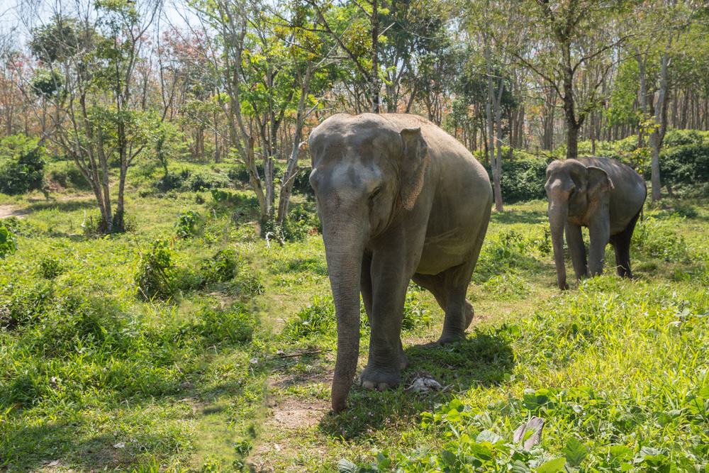 Santuario de elefantes de Phuket