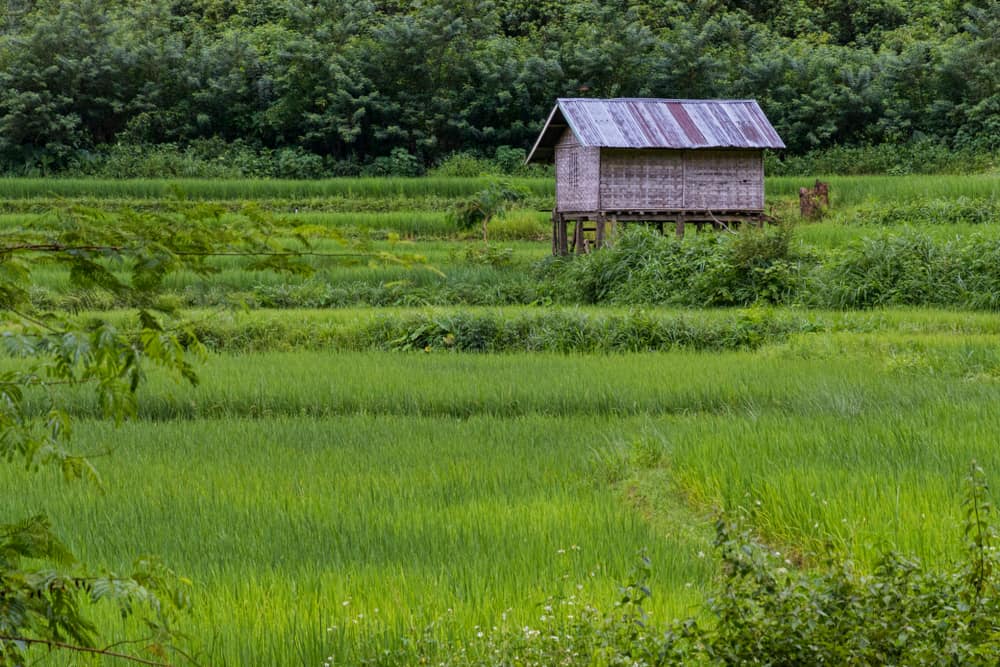 Campos de arroz, Muang Ngoi Neua