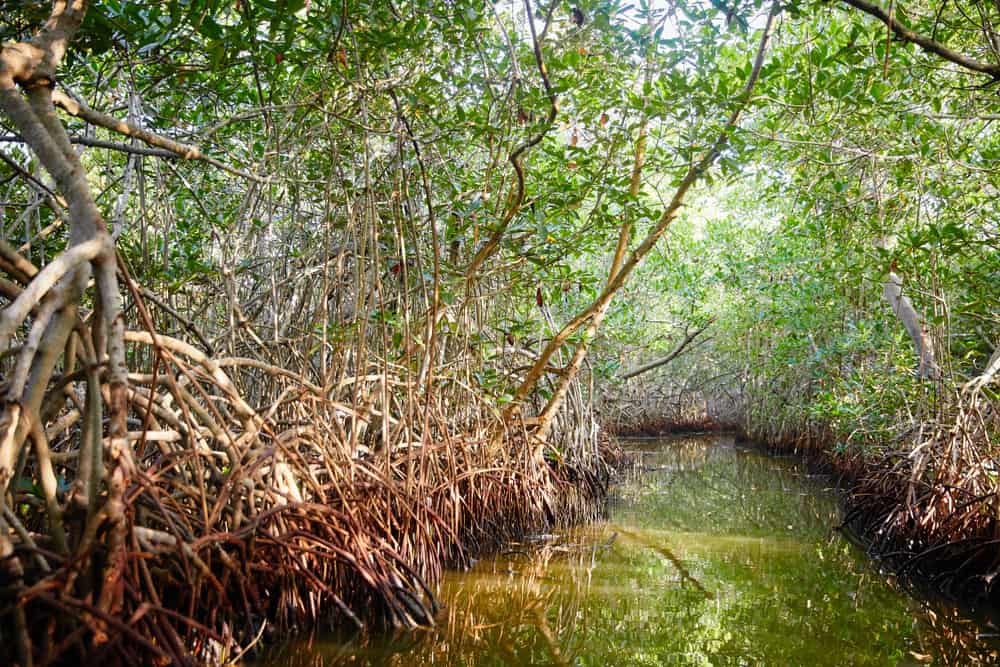 La Boquilla y manglares