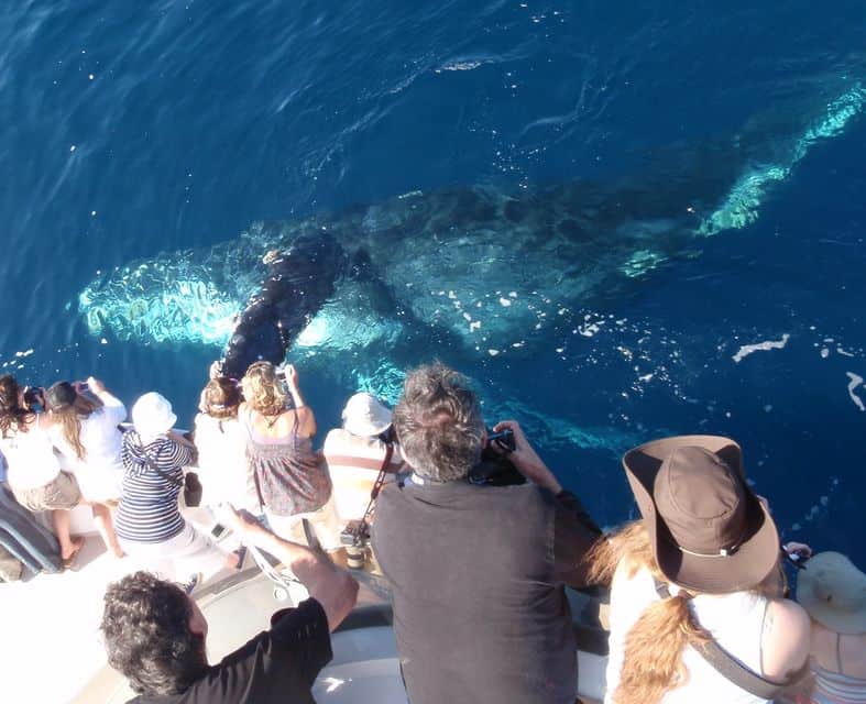 Excursión de observación de ballenas en Newport Beach