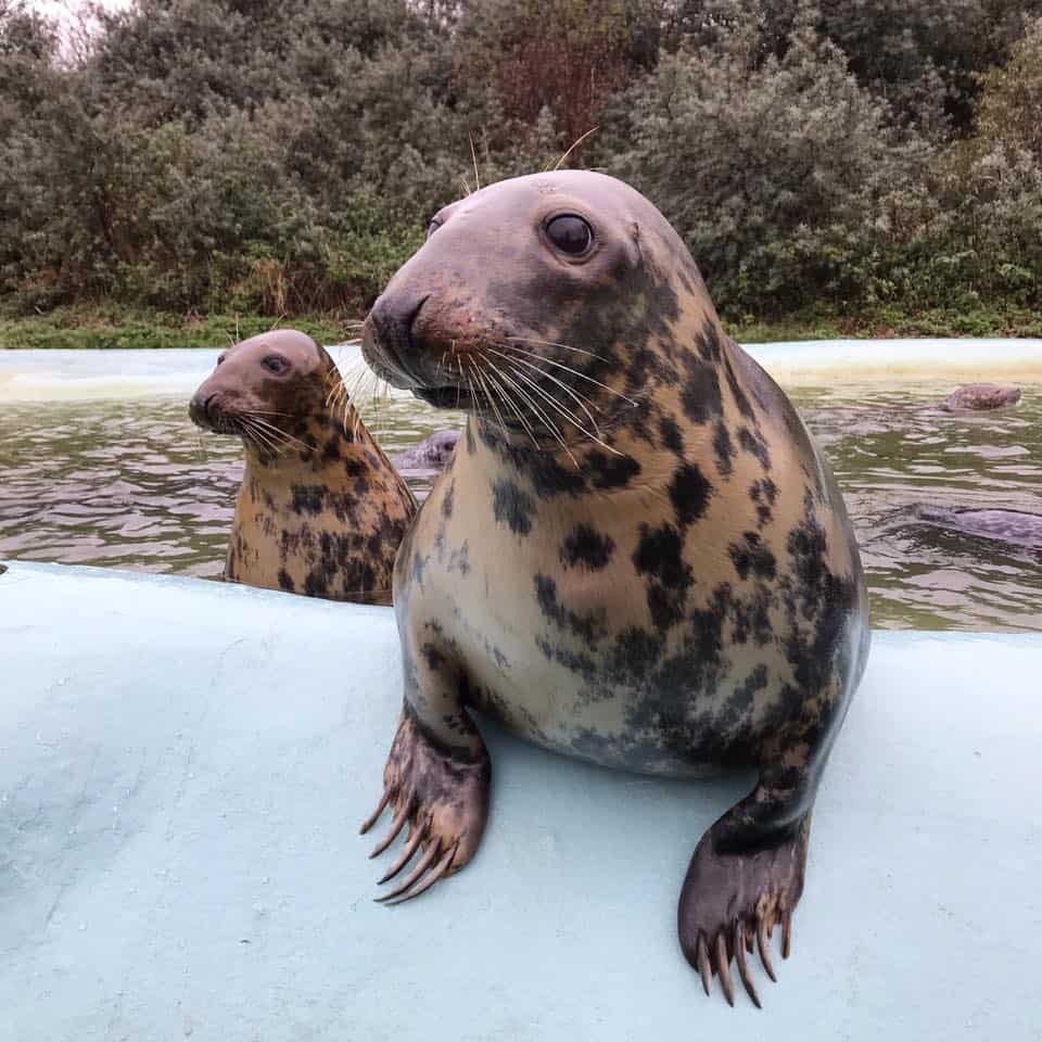 Mablethorpe Seal Sanctuary and Wildlife Center