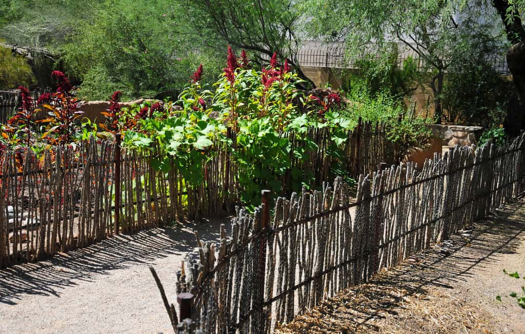 Jardín Botánico de Tucson