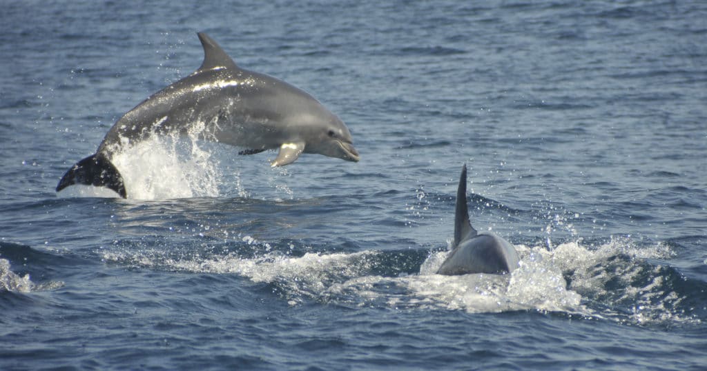 Crucero de observación de delfines y cuevas de medio día de Albufeira