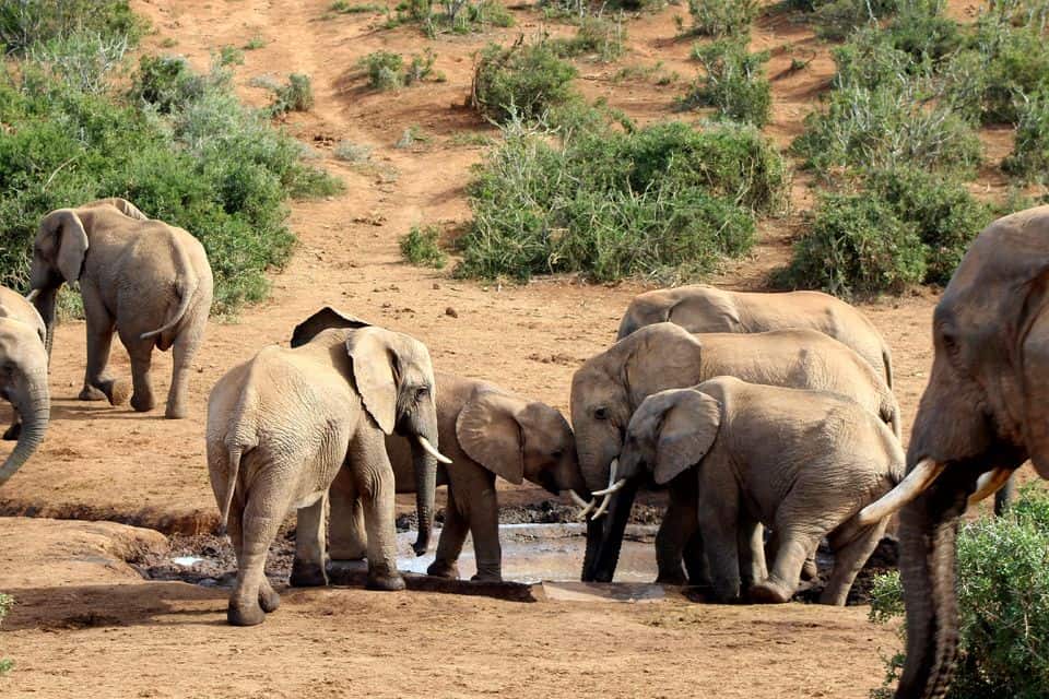 Excursión de un día completo al Parque Nacional Elefante Addo
