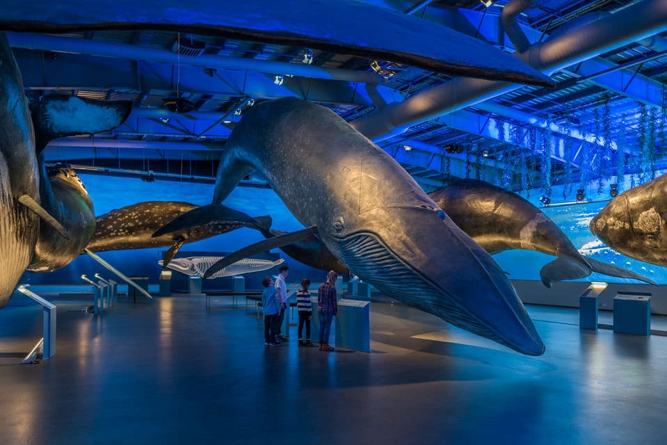 Exposición de las ballenas de Islandia