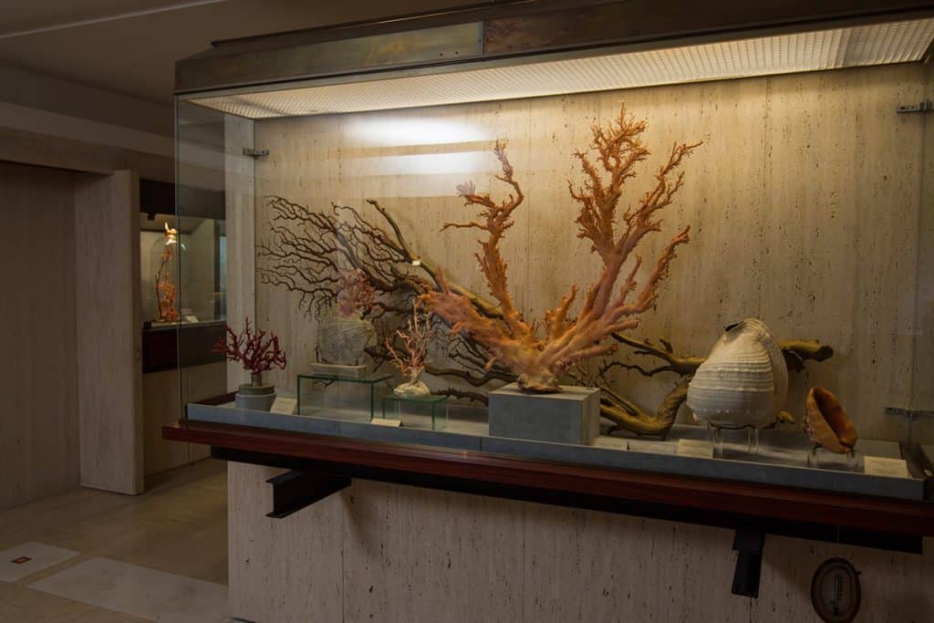 El Museo Coral