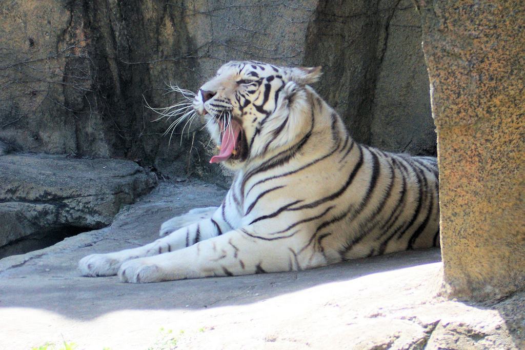 El tigre blanco en el zoo de Potawatomi