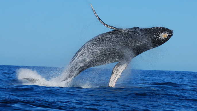 Aventura de observación de ballenas