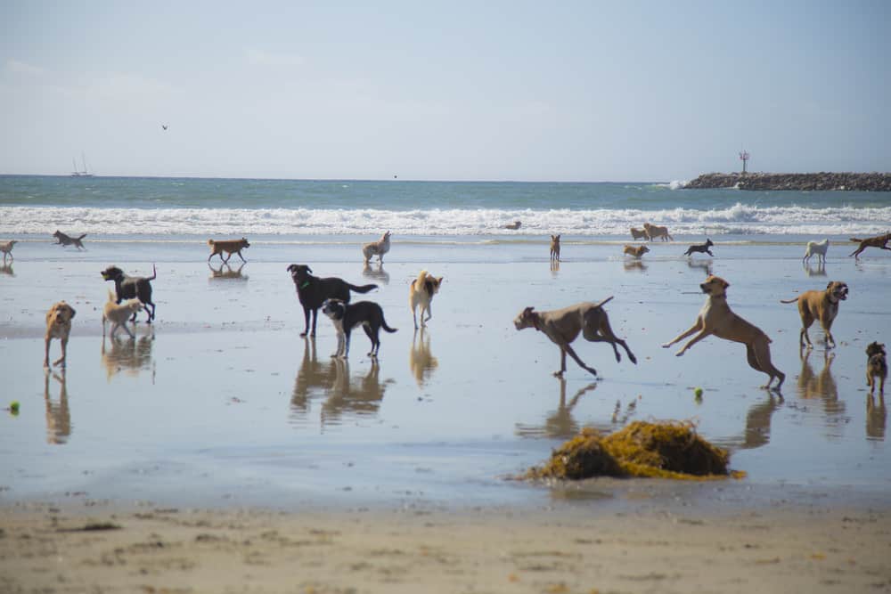 Ocean Beach, Dog Beach