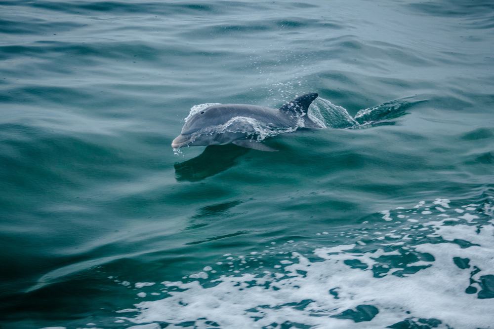 Delfín en la bahía de Vizcayne
