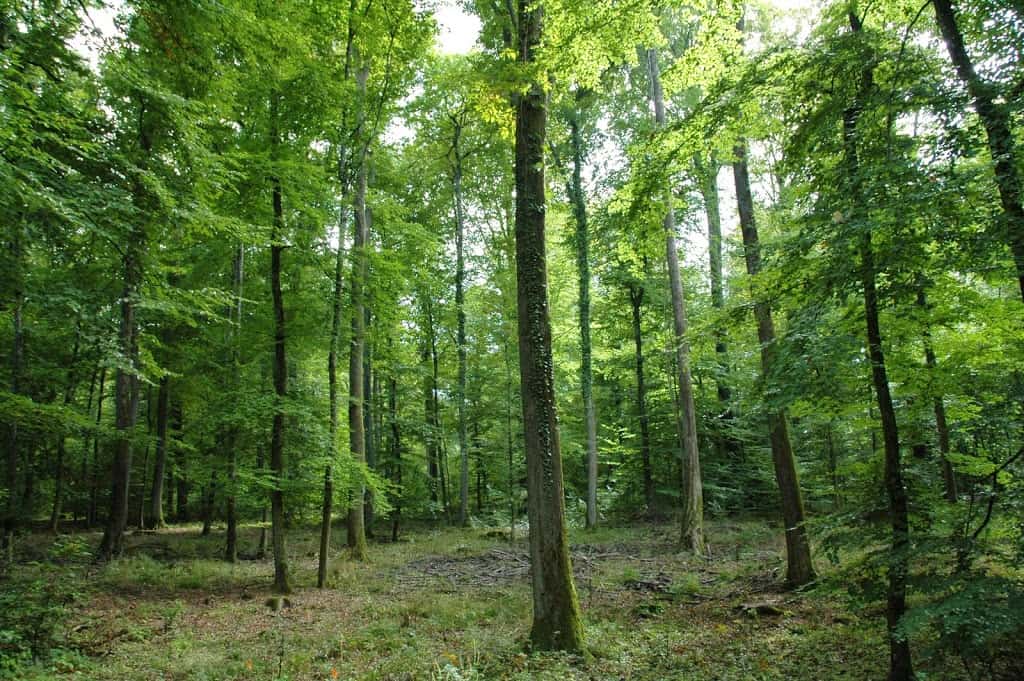 El bosque de Saint-Germain-en-Laye
