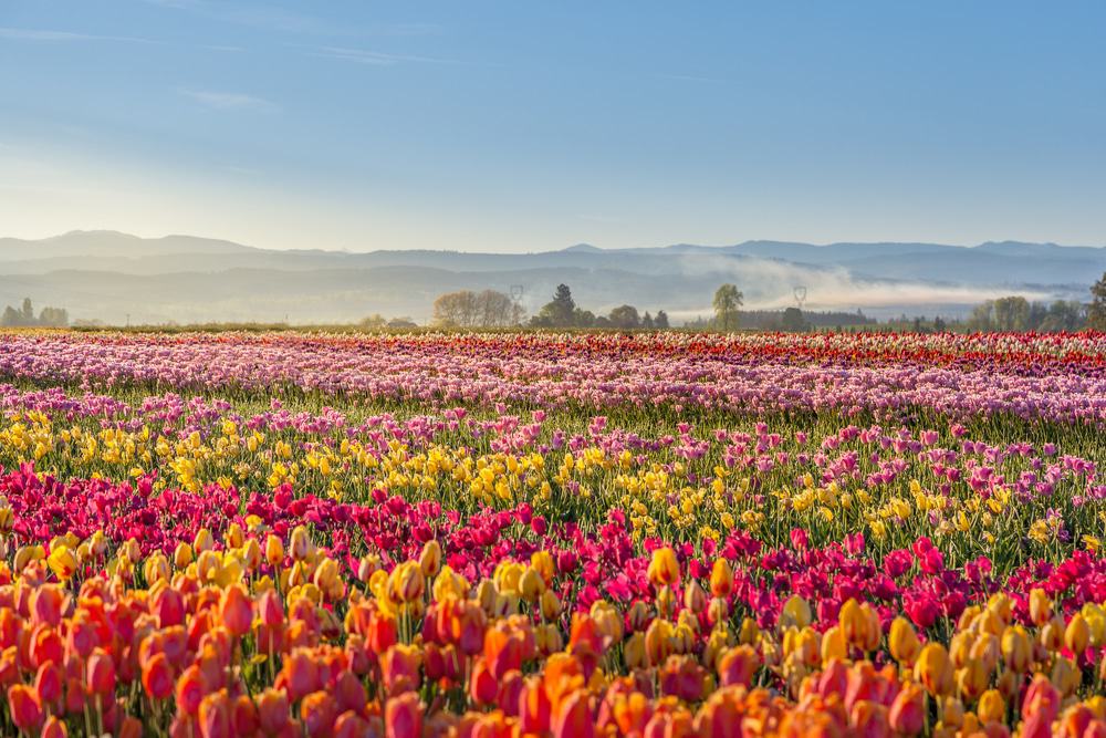 Campo de tulipanes en Woodburn, Oregon