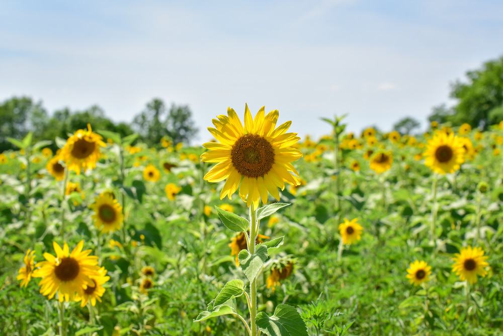 Sun Flower Field, Maryland