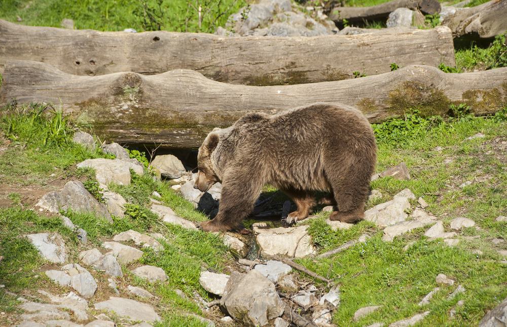 El oso pardo en el zoo de Liubliana