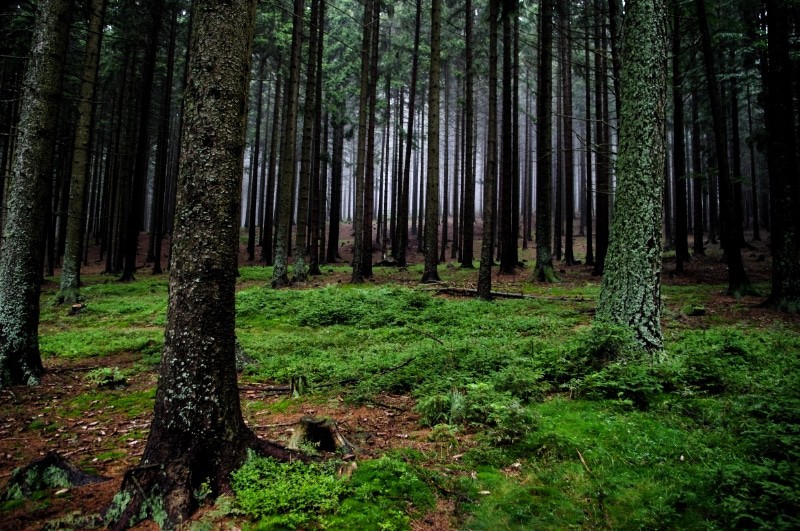 El bosque de Bohemia del Norte