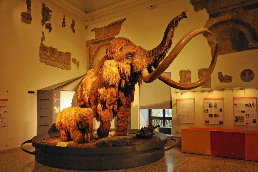 Museo Di Scienze Naturali y Arqueológico
