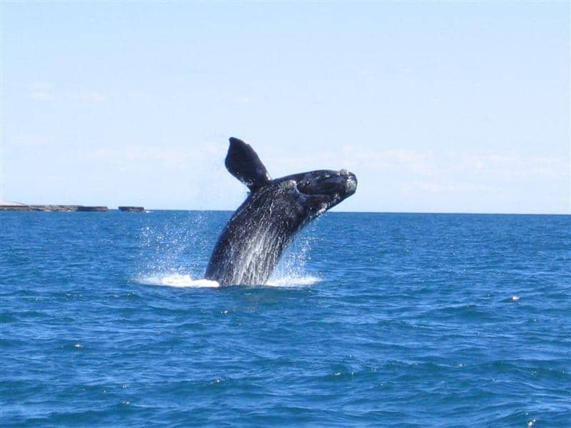 Puerto Madryn - Observación de ballenas