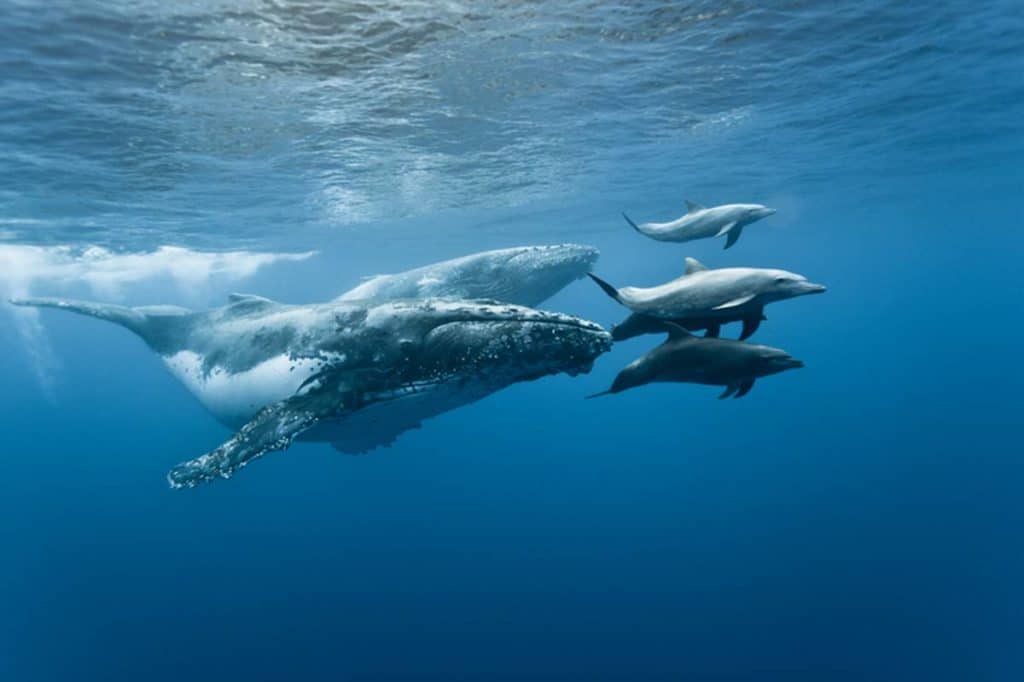 Avisto de ballenas