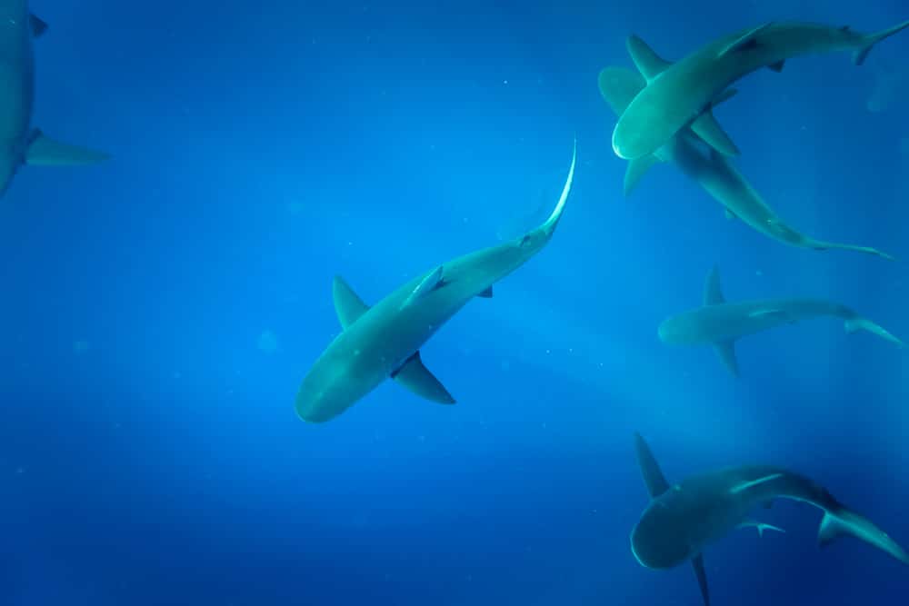 Snorkel con tiburones