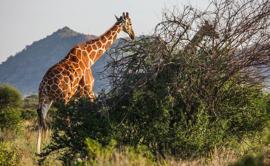 Reserva Nacional de Samburu
