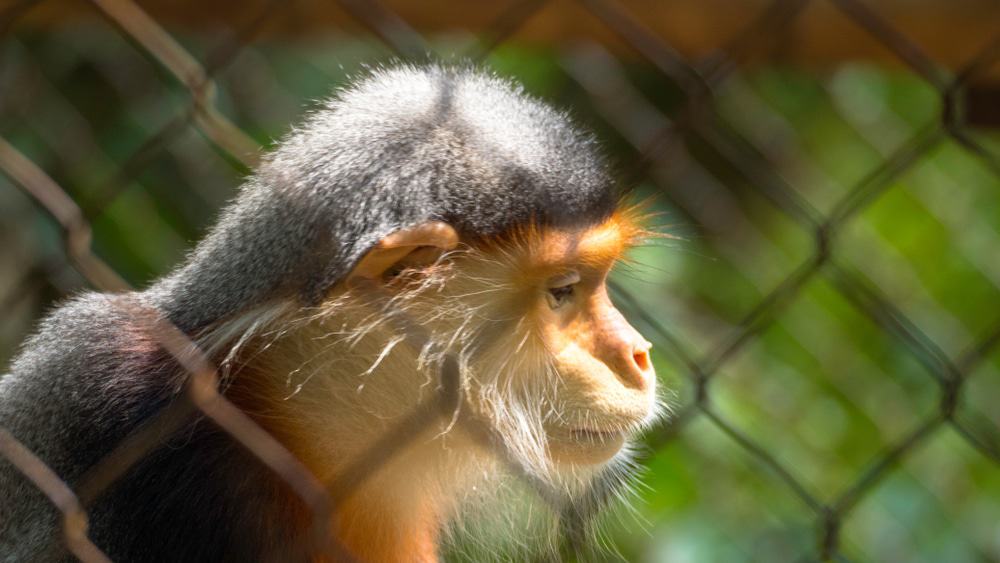 Centro de rescate de primates en peligro de Gusano phuong
