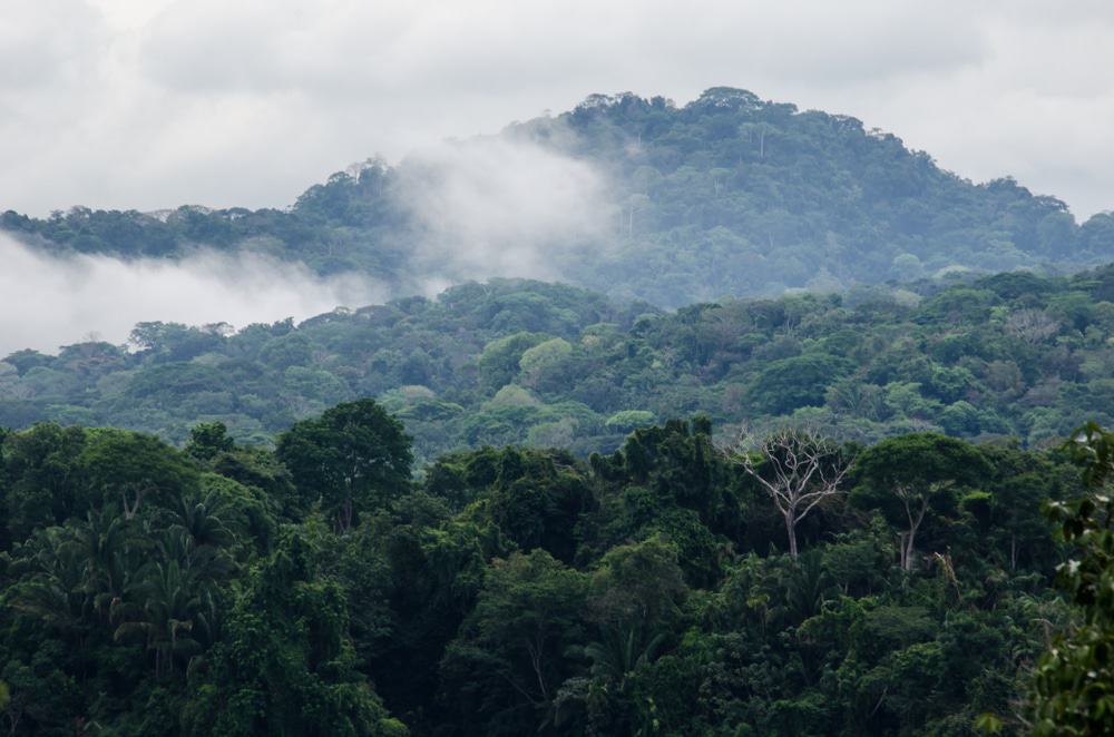 Selva tropical de Colón