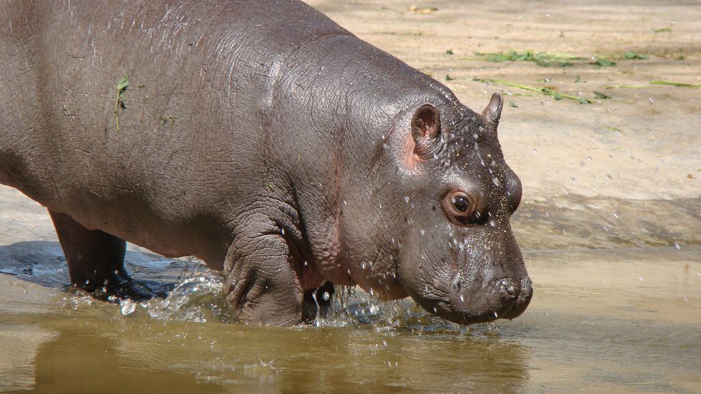 Baby Hippo At Delhi Zoo