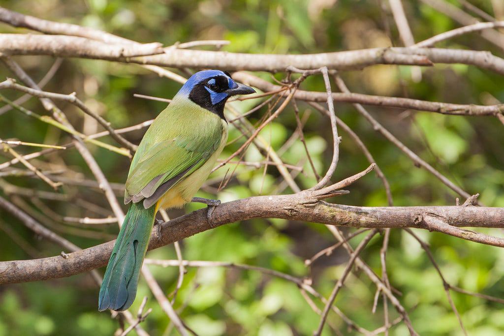 Green Jay, Laguna Astascosa National Wildlife Refuge