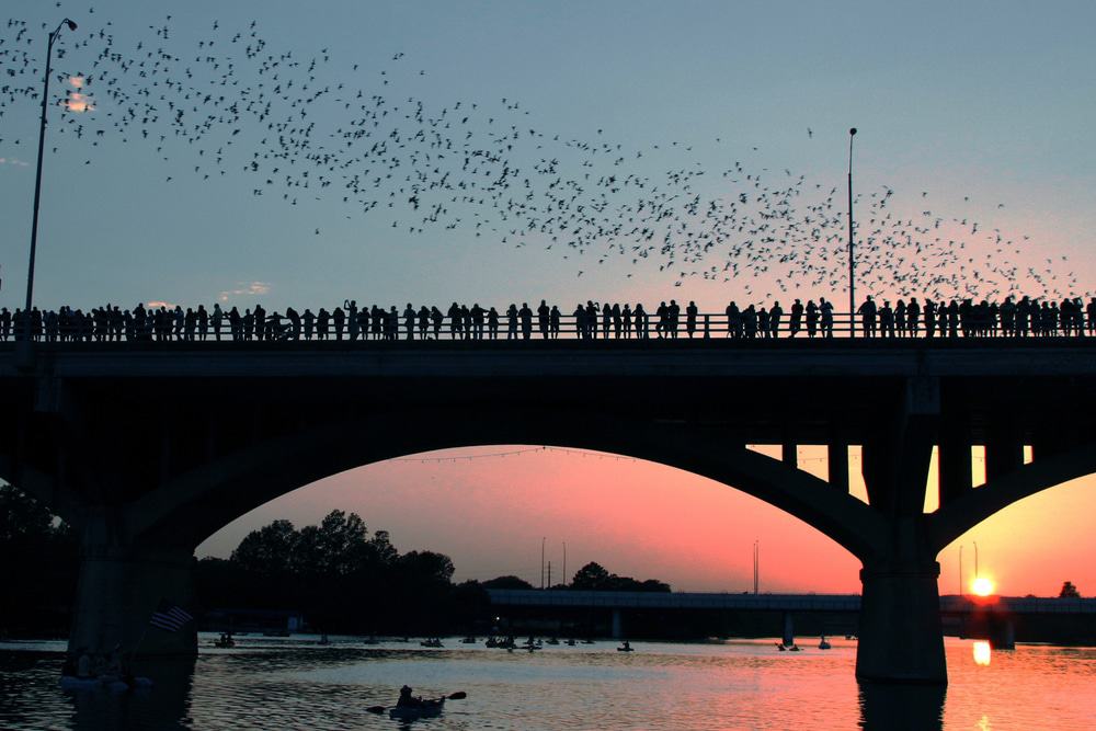 Congress Avenue Bridge Bats